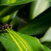 Asian hornets have been spotted near Dover in Kent 